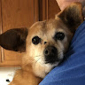 Meet your Posher, Araya